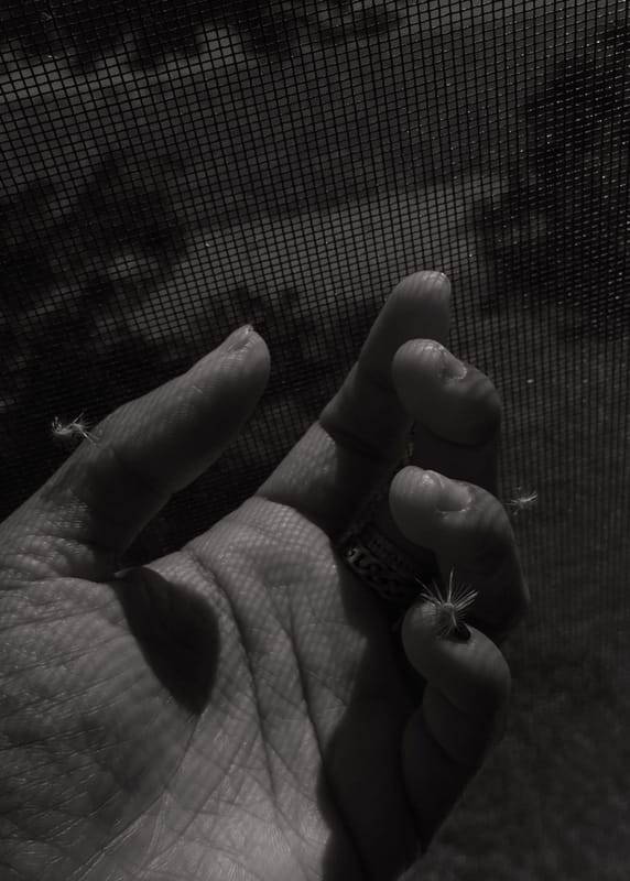of solongs and ashes